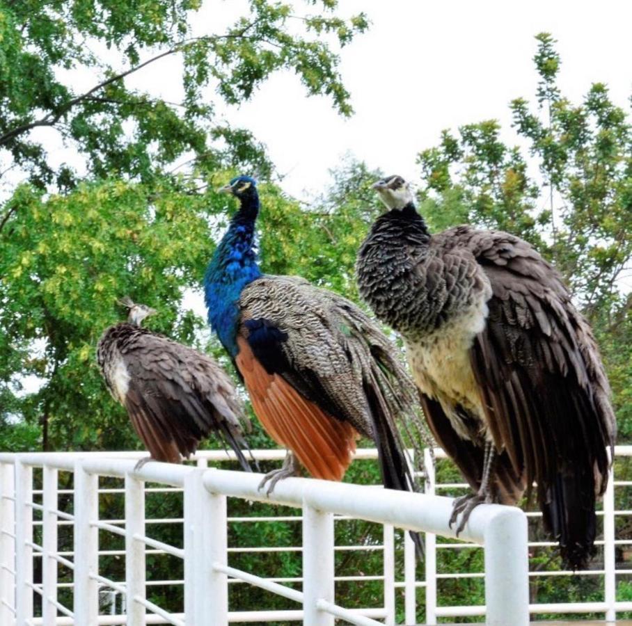 Pousada Calugi トリウンフォ エクステリア 写真