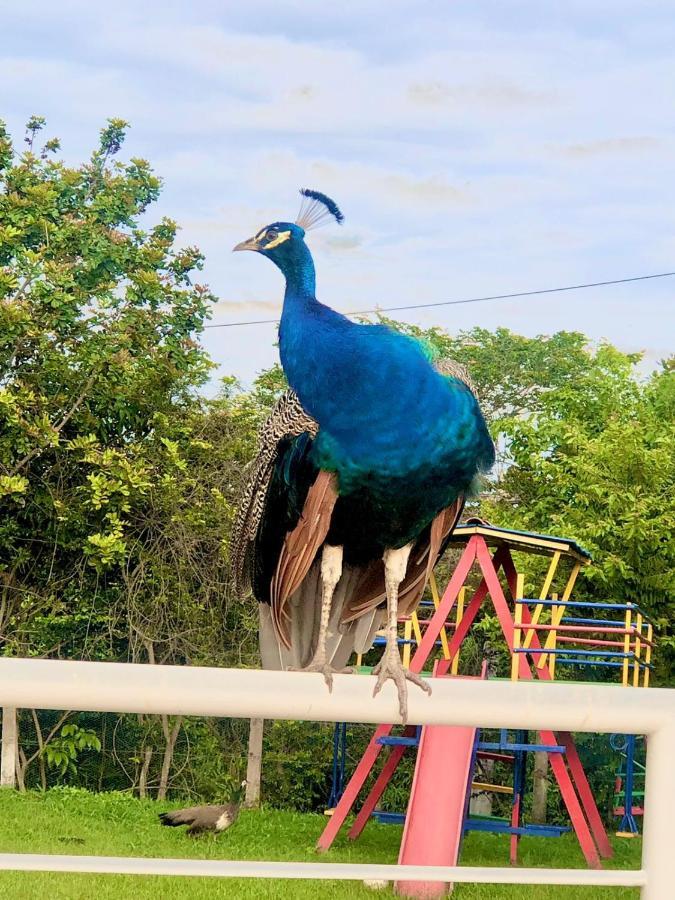 Pousada Calugi トリウンフォ エクステリア 写真